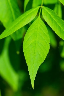 Fraxinus quandrangulata - jasan čtyřhranný - list